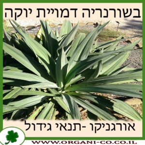 בשורנריה דמויית יוקה