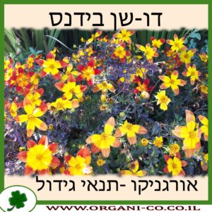 דו-שן בידנס