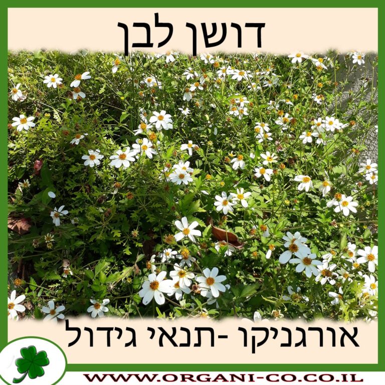 דושן לבן