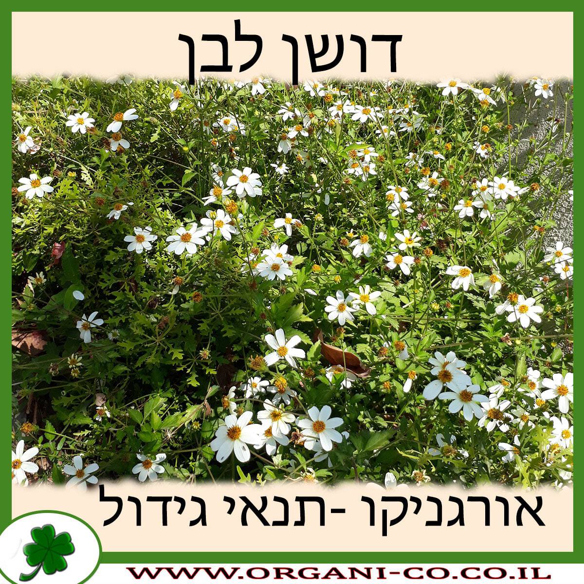 דושן לבן
