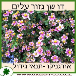 דו שן גזור עלים