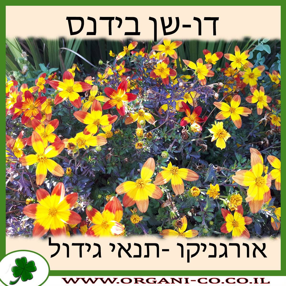 דו-שן בידנס