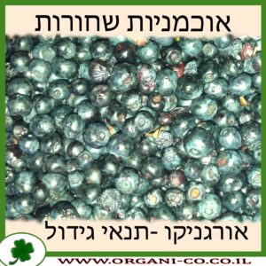 אוכמניות שחורות