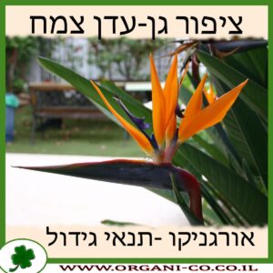 ציפור גן-עדן צמח