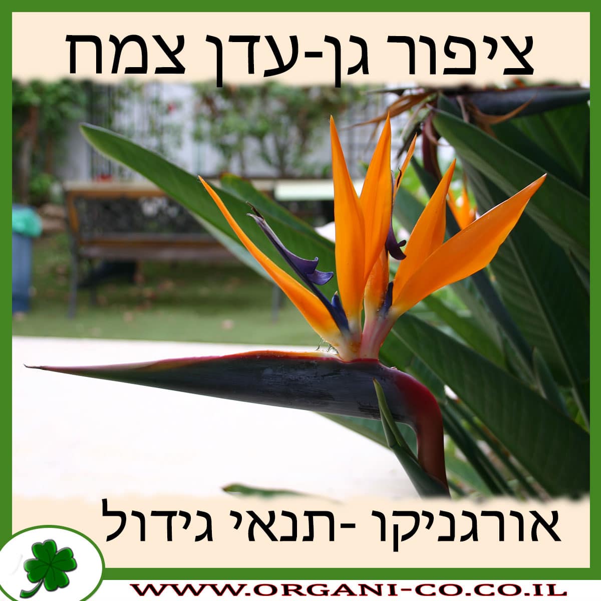 ציפור גן-עדן צמח