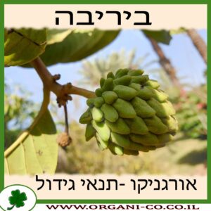 ביריבה גידול צמח