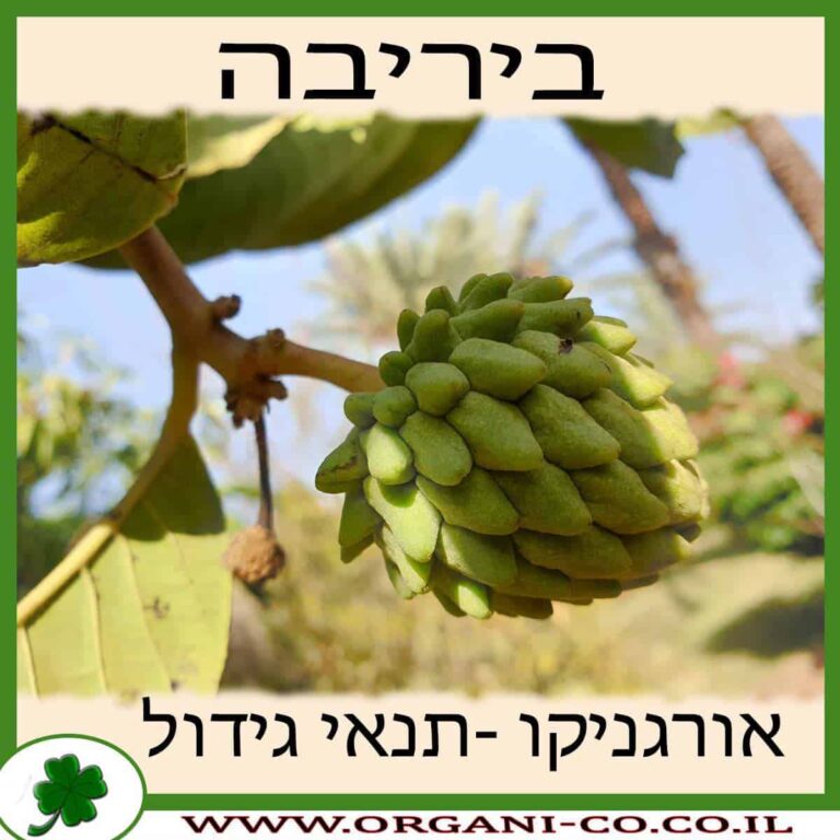 ביריבה ביריבה גידול צמח