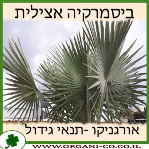 ביסמרקיה אצילית