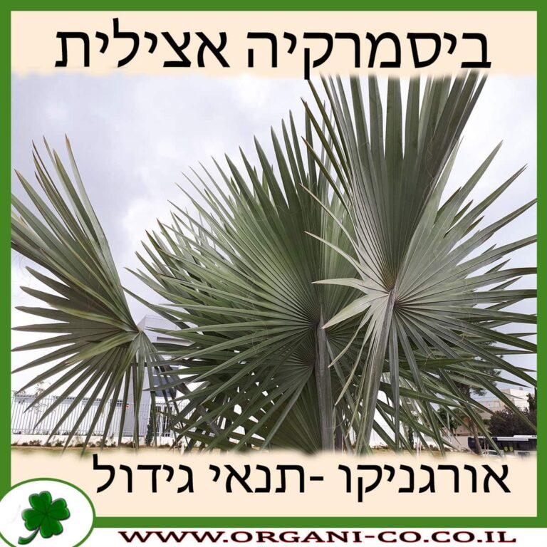 ביסמרקיה אצילית ביסמרקיה אצילית