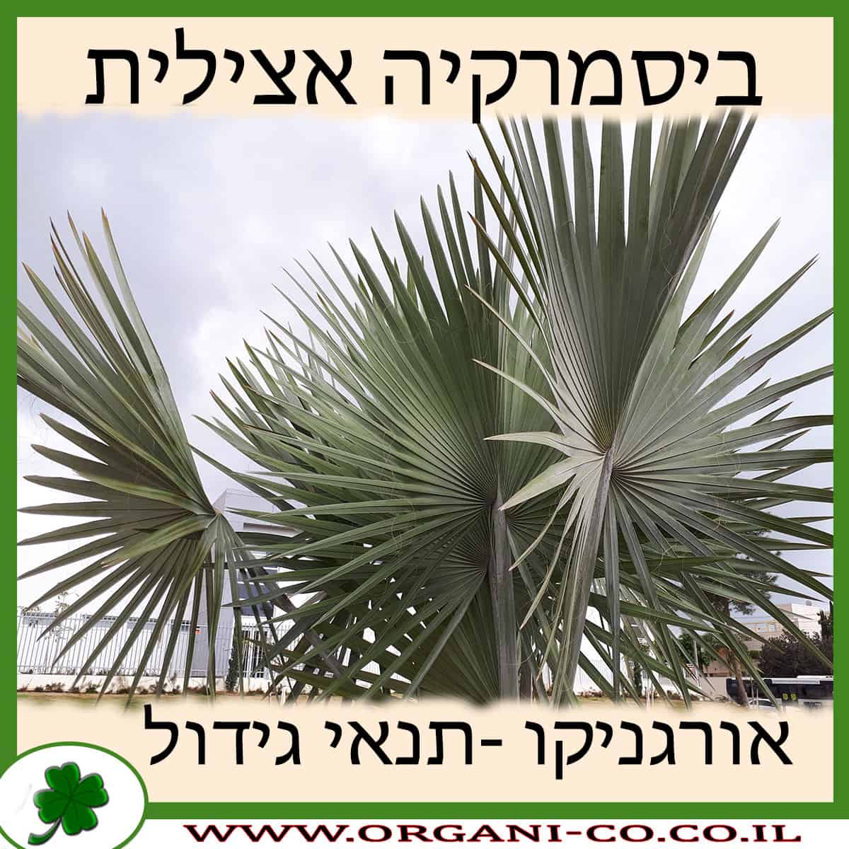 ביסמרקיה אצילית