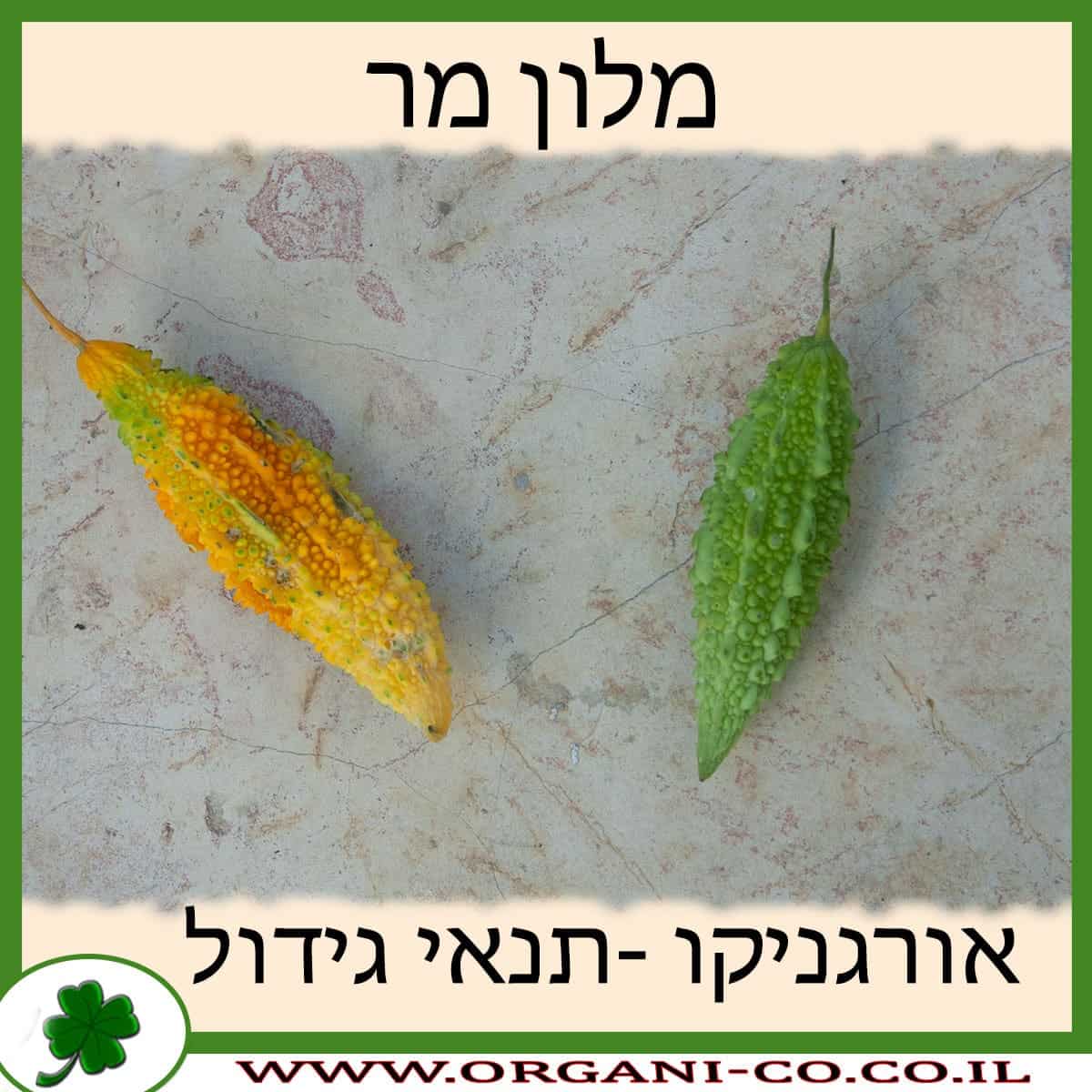 מלון מר