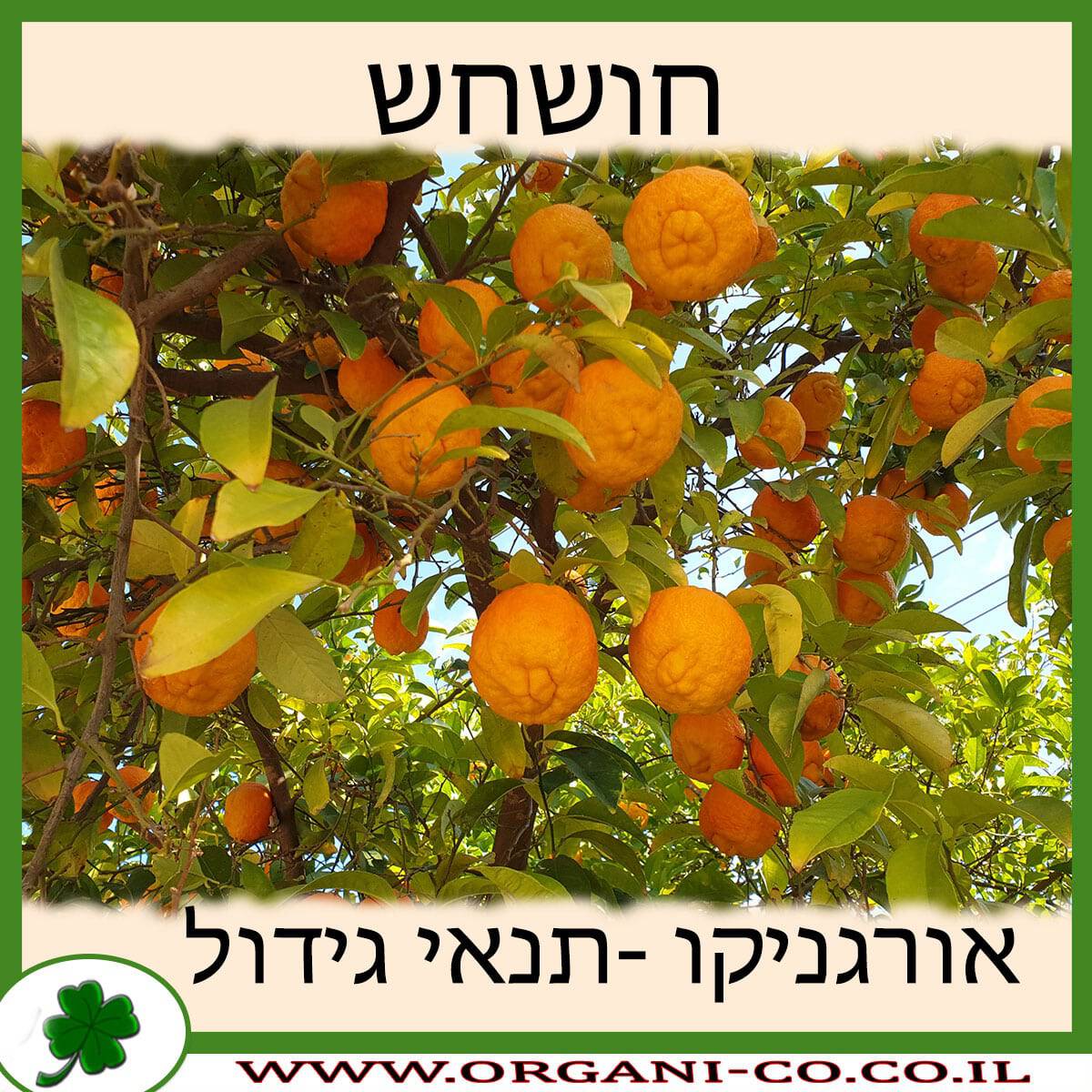 חושחש