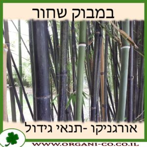 במבוק שחור