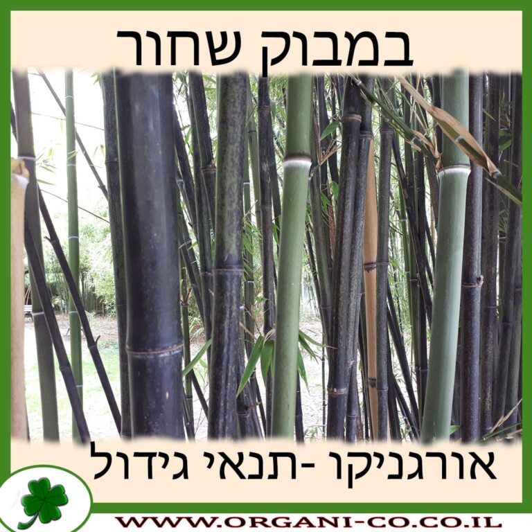 במבוק שחור