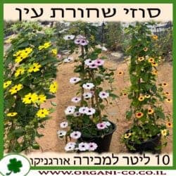 סוזי שחורת העין - מגוון צבעים - 10 ליטר