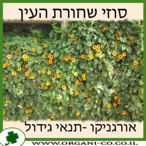 סוזי שחורת העין
