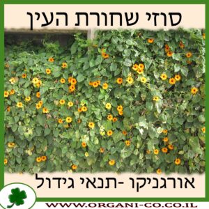 סוזי שחורת העין