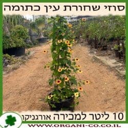 סוזי שחורת העין - כתום - 10 ליטר