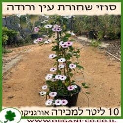 סוזי שחורת העין - ורוד - 10 ליטר