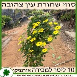 סוזי שחורת העין - צהוב - 10 ליטר