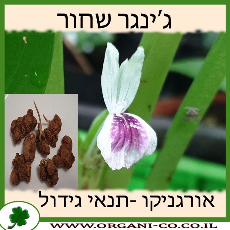 ג’ינגר שחור ג’ינגר שחור