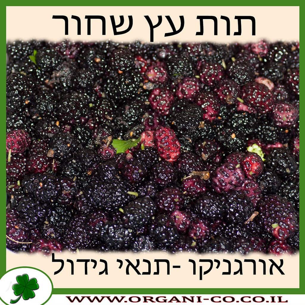 תות עץ - גידול - משתלת אורגניקו - גידול אורגני - Mulberry tree