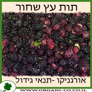 תות עץ שחור גידול צמח