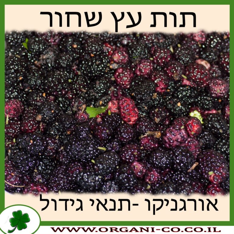 תות עץ שחור תות עץ שחור גידול צמח