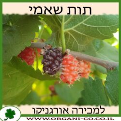 עץ תות שאמי 25 ליטר