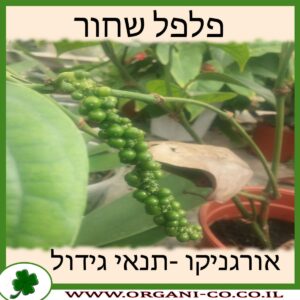 פלפל שחור