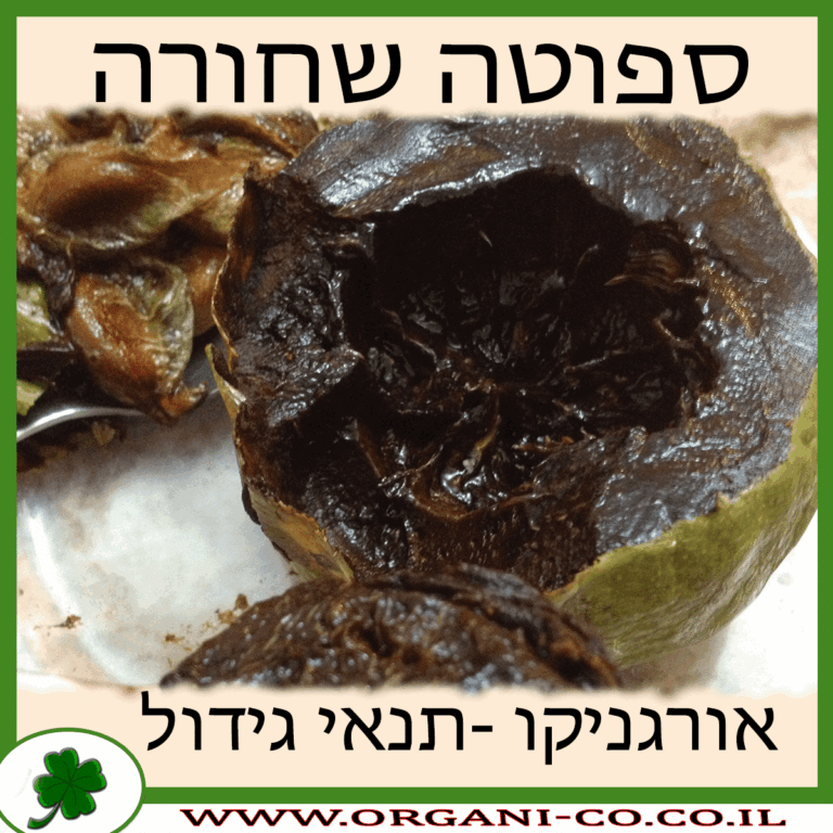 ספוטה שחורה ספוטה שחורה גידול צמח