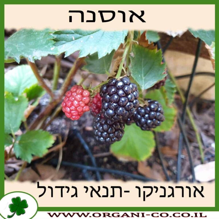 אוסנה אוסנה - פטל שחור - גידול