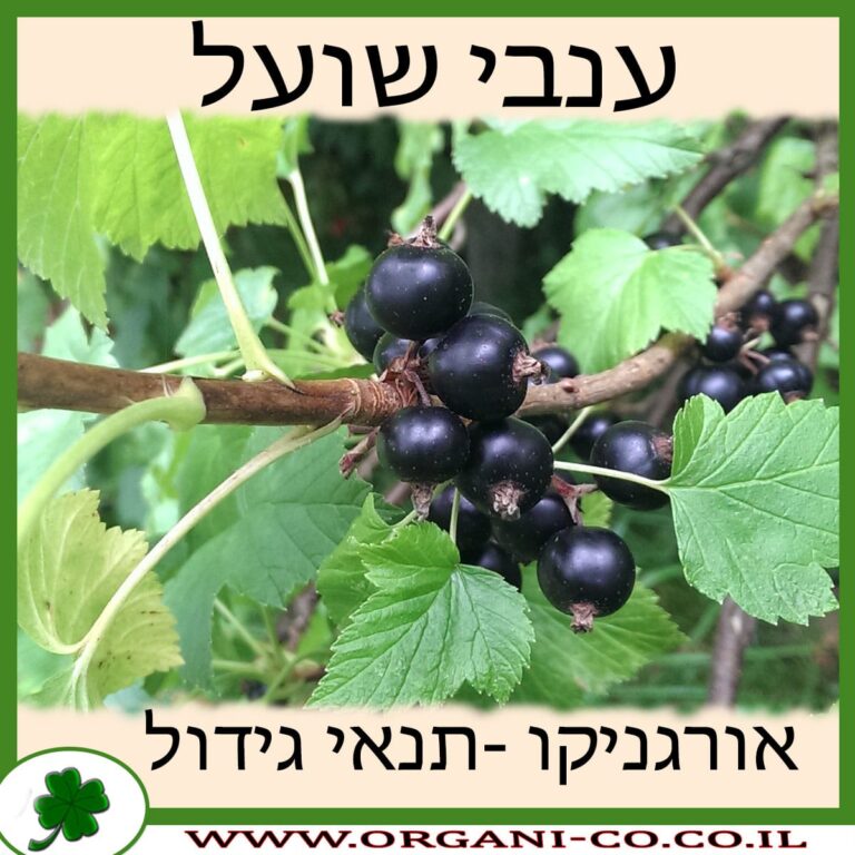 ענבי שועל ענבי שועל גידול צמח