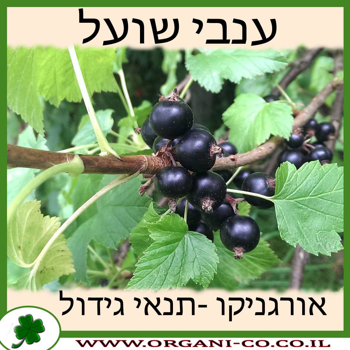 ענבי שועל גידול צמח