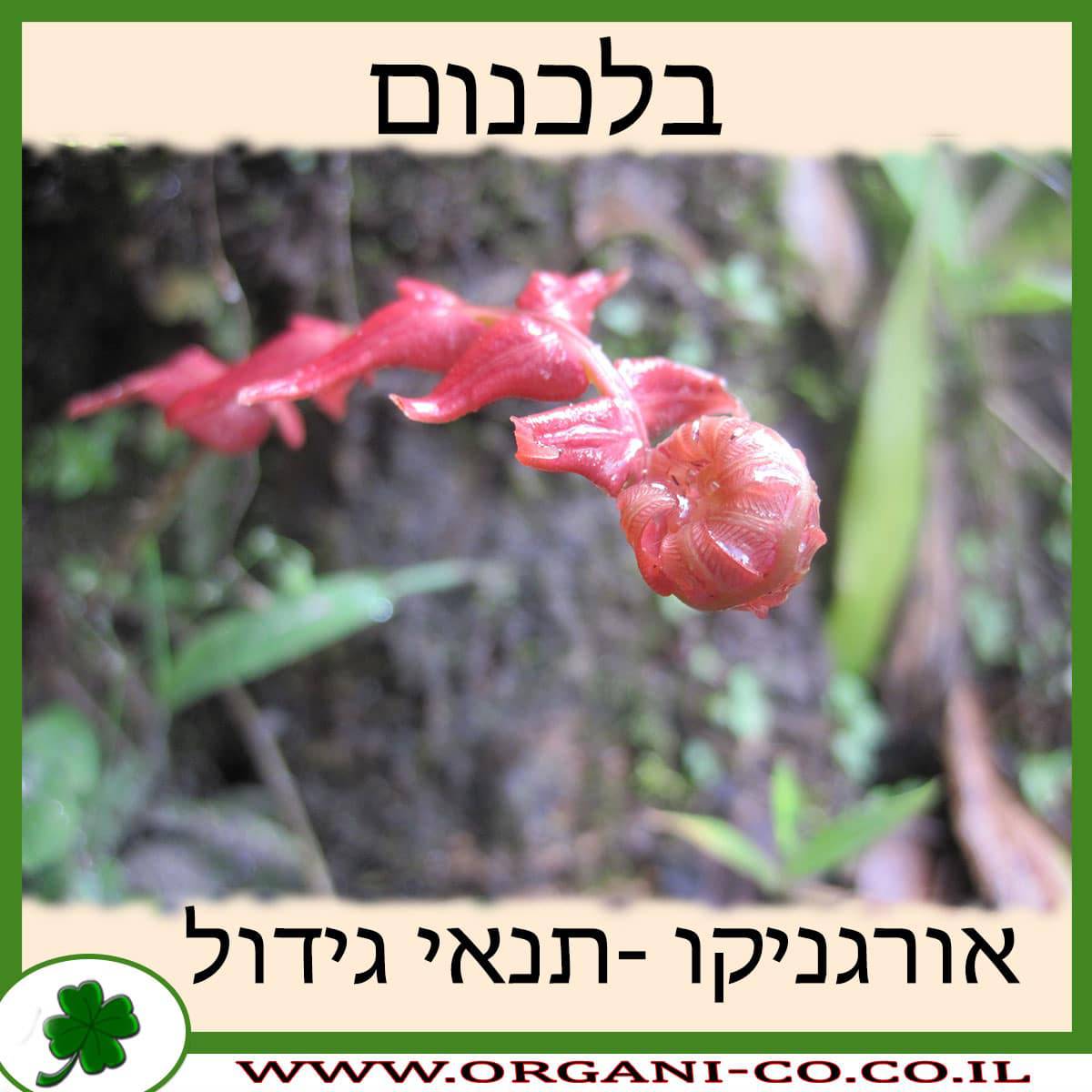 בלכנום