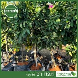 תפוז דם 50 ליטר