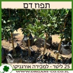 תפוז דם 25 ליטר