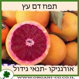 תפוז דם עץ