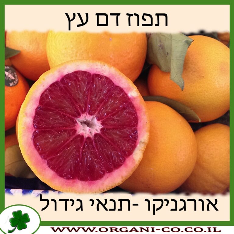 תפוז דם עץ תפוז דם עץ