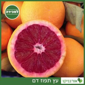 עץ תפוז דם למכירה - מחיר