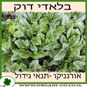 בלאדי דוק גידול צמח