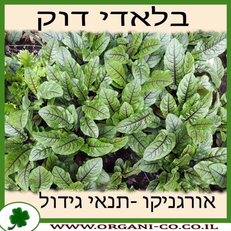 חומעה בלאדי דוק בלאדי דוק גידול צמח