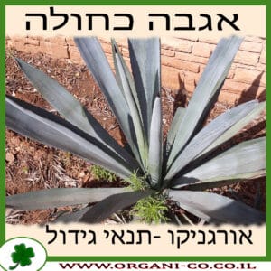 אגבה כחולה גידול צמח