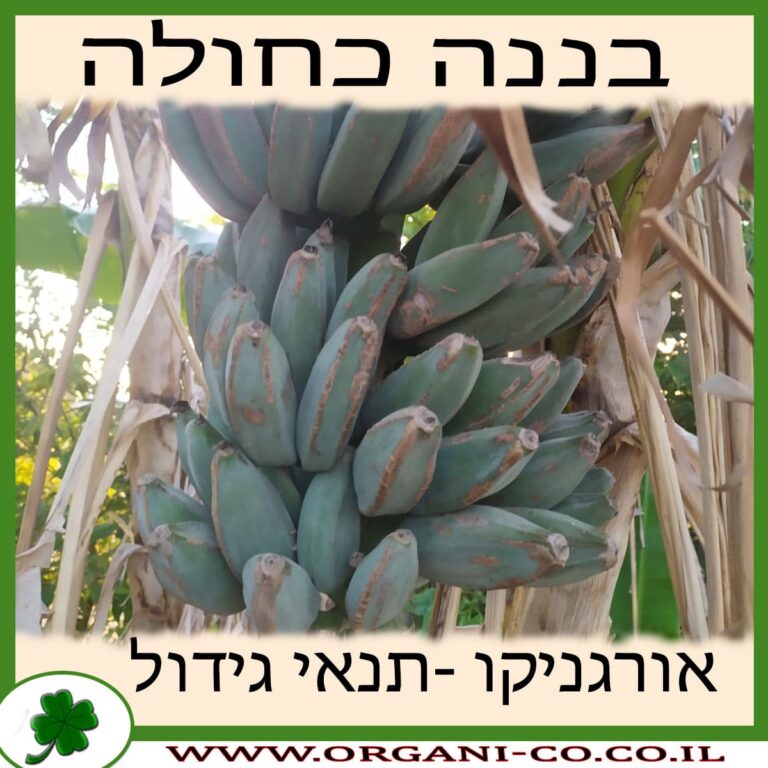 בננה כחולה בננה כחולה גידול צמח