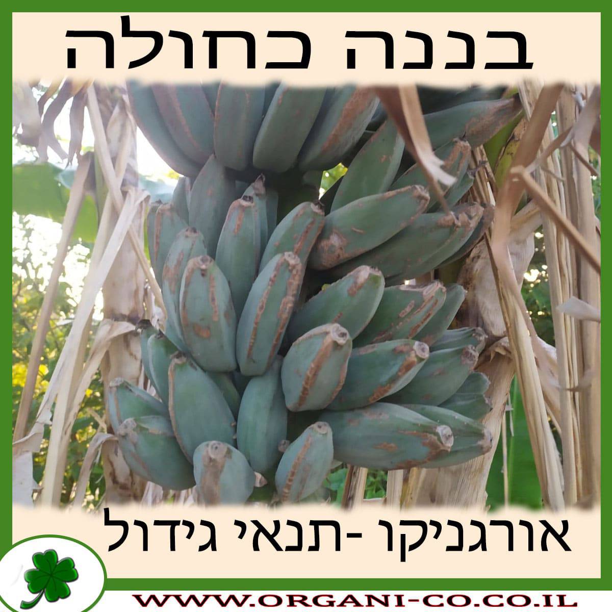 בננה כחולה גידול צמח