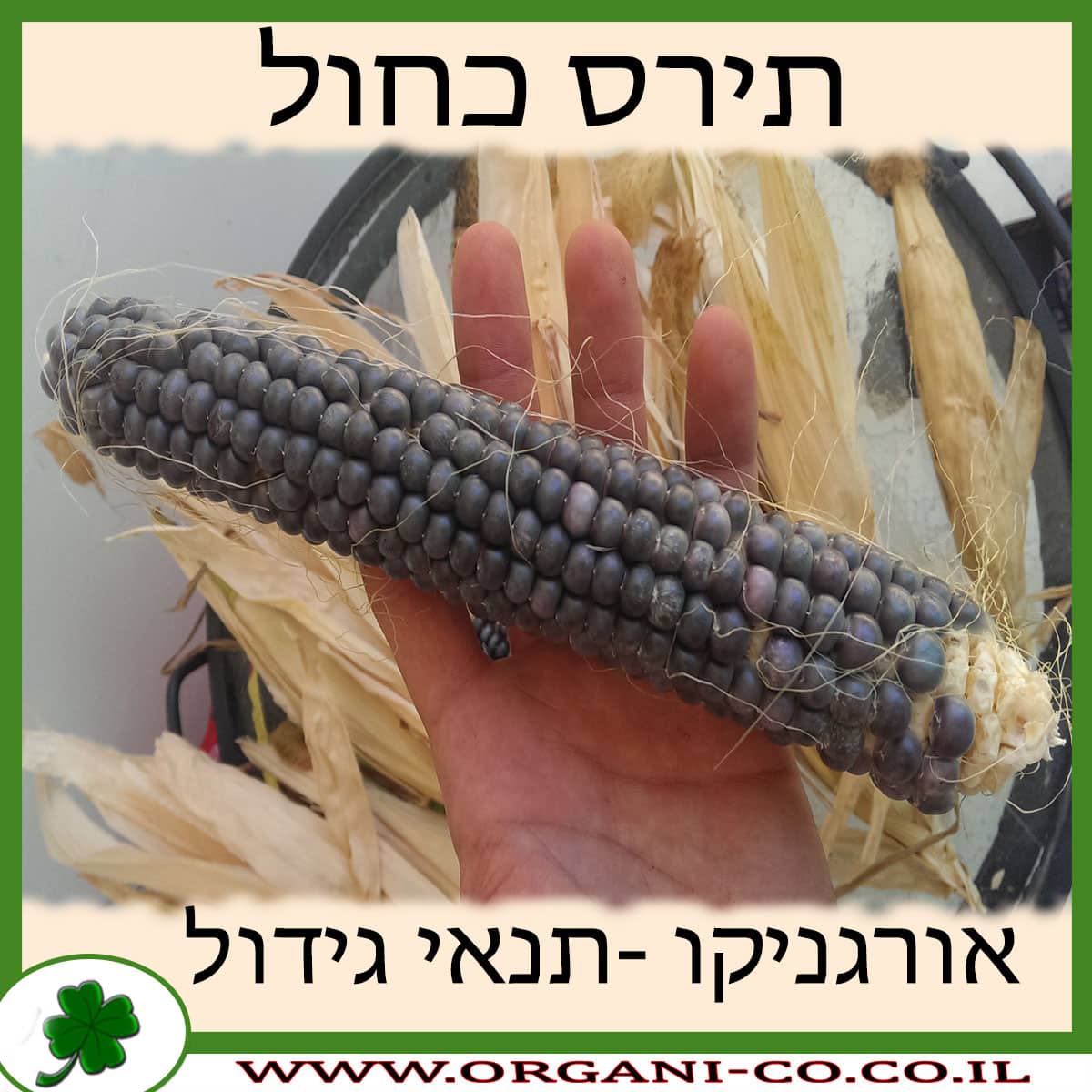 תירס כחול גידול צמח
