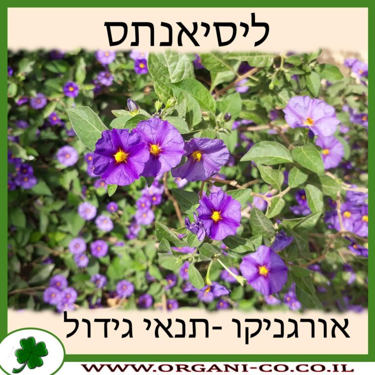ליסיאנתס ליסיאנתס