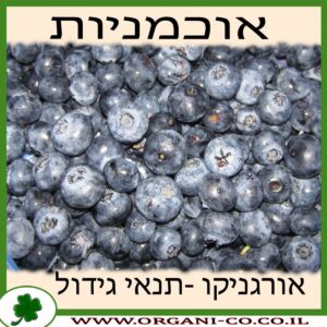 אוכמניות גידול צמח