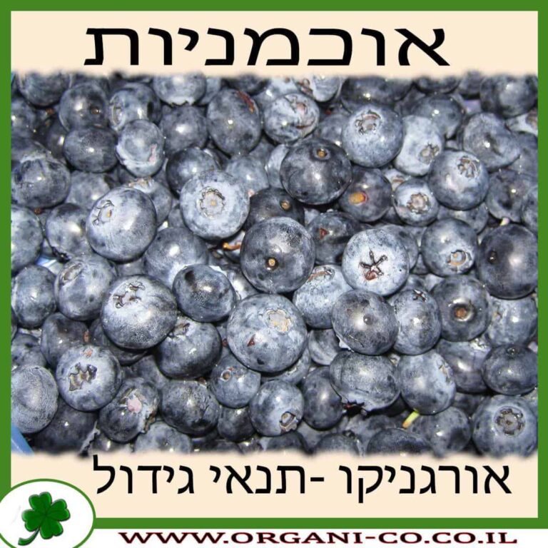 אוכמניות אוכמניות גידול צמח