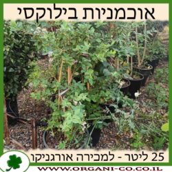 אוכמניות בילוקסי 25 ליטר